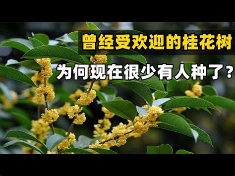 桂花樹擺放位置